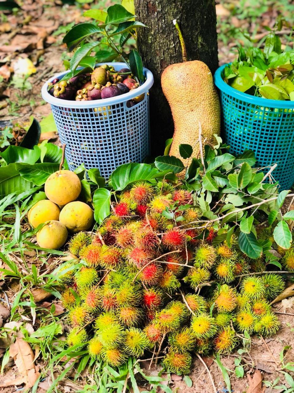 Baansuan Amaleena Ko Yao Noi Exteriör bild